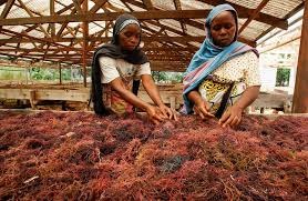 Seaweed farming at Acquaden